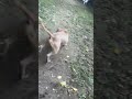 The Duke of Rolland video