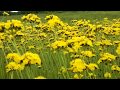 Цветы луговые(видеозарисовка)