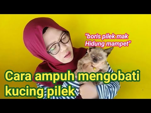 Video: Cara Menyembuhkan Kulit Kering Gatal Anjing dengan Produk Rumah