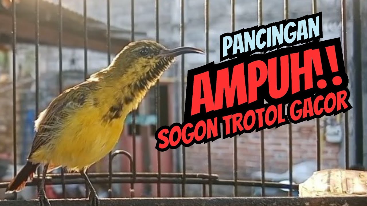 SOGON TROTOL GACOR DIPAGI HARI‼️ampuh UNTUK SOGON IJOAN DAN TROTOL AGAR IKUT BUNYI
