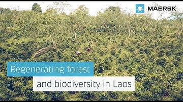 Regenerating forest and biodiversity in Laos