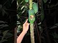 dua ekor blibis dalam pepaya #shortvideo #birds #nature