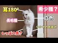 マロン君ってもしかして”アメリカンカール”の希少種?
