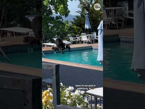 Mama bear plays lifeguard while her cubs roamed near a pool #Shorts