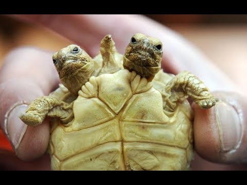 10 МУТАЦИЙ, КОТОРЫЕ ШОКИРУЮТ ДАЖЕ  ВРАЧЕЙ.