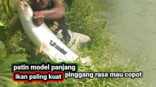 PINGIN MANCING IKAN PATIN MONSTER || INI TEKHNIK DAN UMPAN NYA