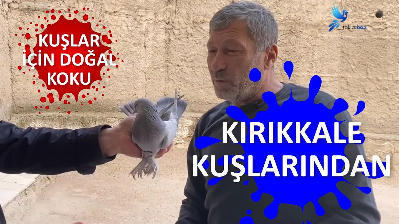 Kırıkkale Kuşlarından Nadide Oyun Kuşu Taklacı Güvercin - Mashar Sözeri Güvercin Kümes Ziyareti