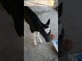 New Born HF Calf #hfcow #hfcalf #darshanruchith