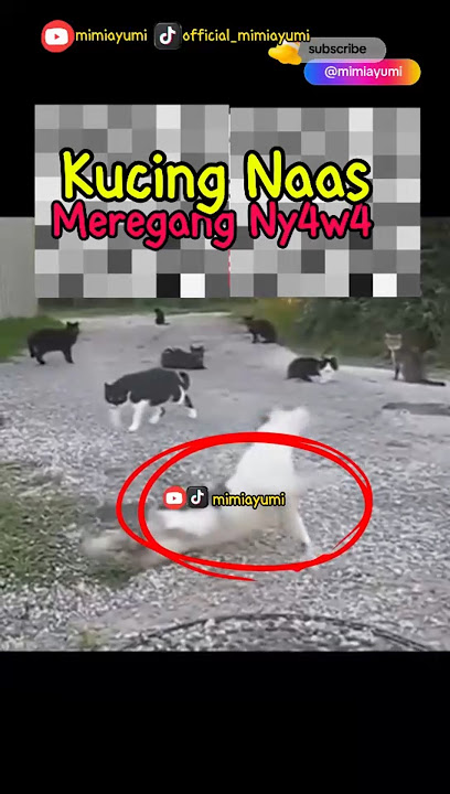 Turns out he was pulled out by Ny4w4ny4😫 #cutecat #film #cat #cats