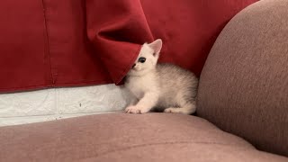 Kitten wants to hide in the curtain by Raven’s Cattery 1,094 views 1 month ago 1 minute, 34 seconds