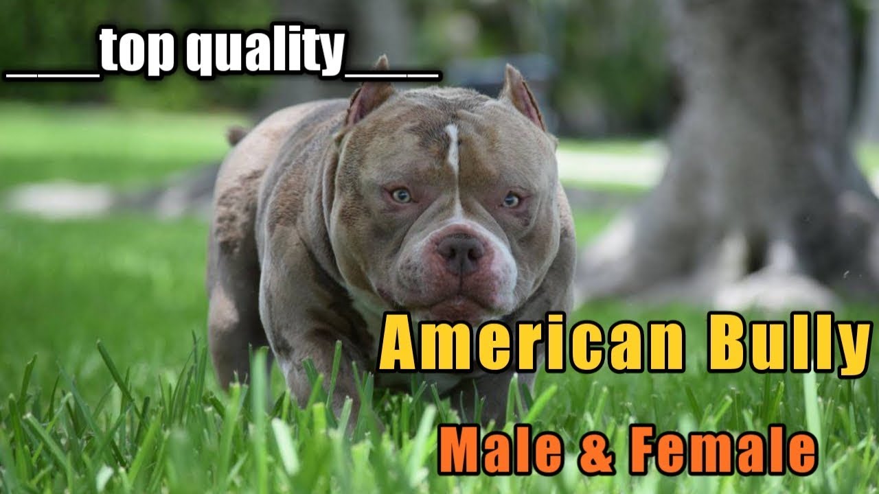 17 Tiny American Bully Names Female Picture 4K Bleumoonproductions