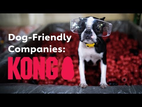 kong dog toys recipes