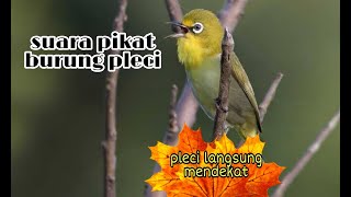 Suara pikat burung pleci ampuh ramai ribut , sangat bagus 100%