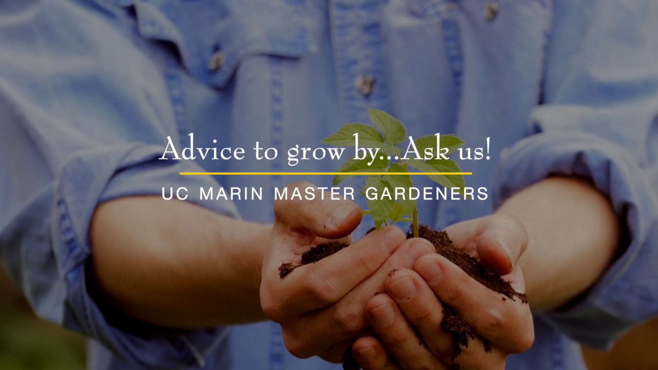 Uc Marin Master Gardeners Advice To Grow By Ask Us Youtube