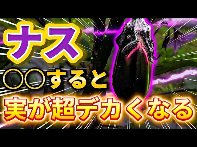 落ちてる茄子 Eggplant] This will make the fruit bigger! Here's what you