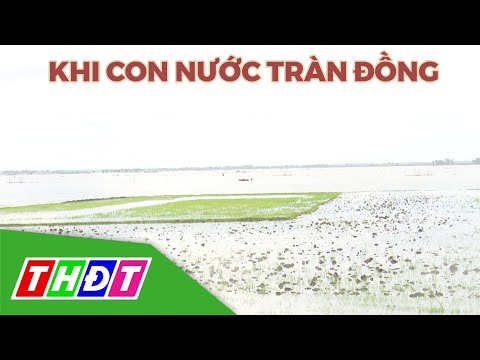 Video Khi con nước tràn đồng | Tái cơ cấu nông nghiệp | THDT - youtube