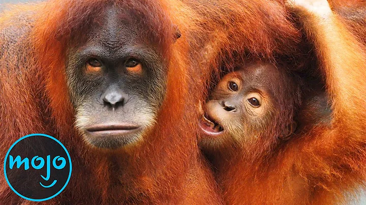 10 Animals That Are Close To Going Extinct