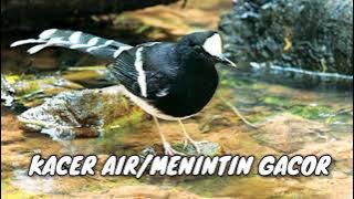 SUARA BURUNG KACER AIR GACOR REKOMENDASI SUARA MP3 PIKAT