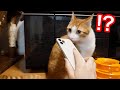 双子猫に猫が反応する声を聞かせてみたらスマホが大変なことに…w