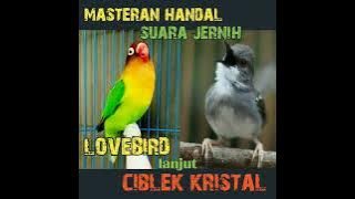 ngekek panjang LOVEbird lanjut CIBLEK kristal, suara jernih ,materi viral dicari@DEWAELECTONE