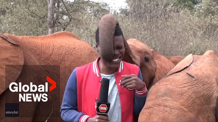 Hilarious moment baby elephant interrupts reporter - DayDayNews