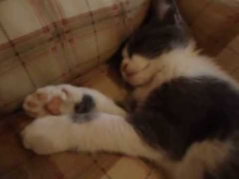 Video: Kako Razlagati Sanje O Mačkah