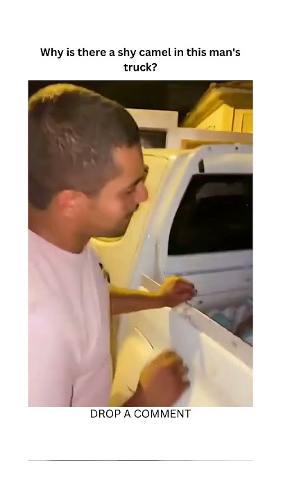 😳😆A SHY CAMEL?? #funny #viral #shorts #youtubeshorts #youtube  #hilarious