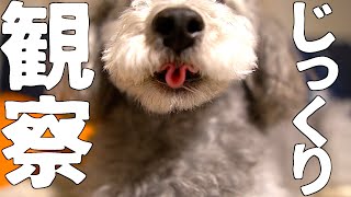 🐶変態カメラマン、犬をじっくり観察してみる。【トイプードルのグリィ】【犬】【dog】【toy poodle】
