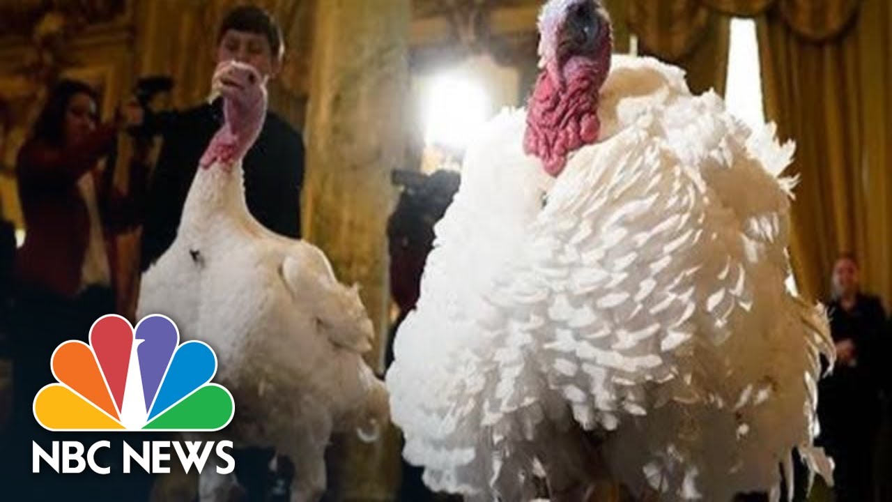 Trump Pardons Thanksgiving Turkeys At White House (Live Stream Recording) | NBC News