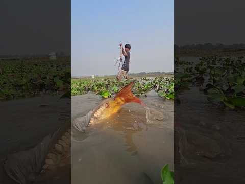 😲Big Carf Fish Trapping With Koch In Village Bill #shorts #fishing #teta_fishing