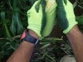 新鮮有機野菜～７月２４とうもろこし収穫風景.AVI