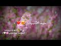 مصطفى مصطفى 🌸🤍 منبعُ للصفا 🦋🖤 || حالات واتس اب اناشيد دينية 🥀❤️ || بدون موسيقى ✋🏻🚫