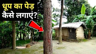 धूप का पेड़ कैसे लगाएं, पूरी जानकारी || dhup ka ped Kaise lagaen || Dhoop ka ped