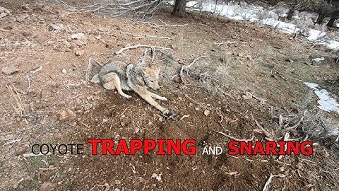 COYOTE TRAPPING AND SNARING