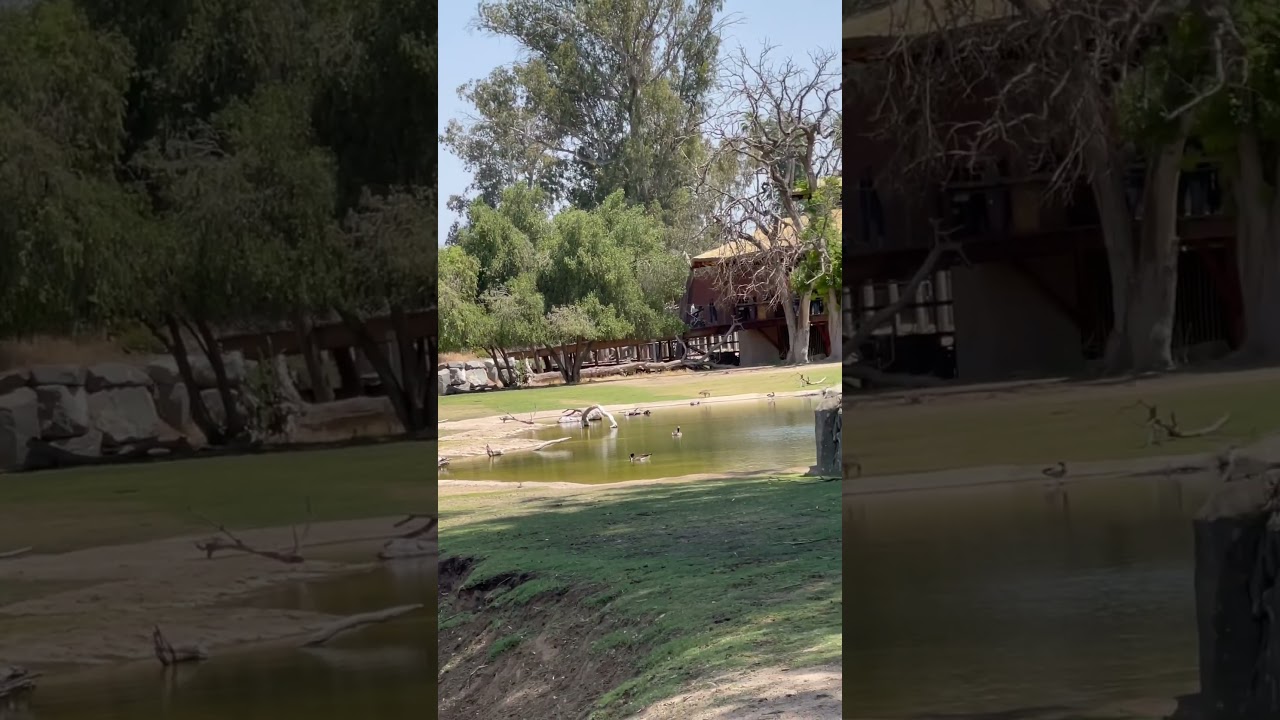 Look at all those chickens! 