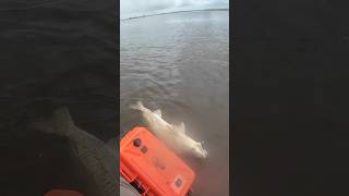 New personal best!!! #bullred #saltwater #kayak #fishing #redfish