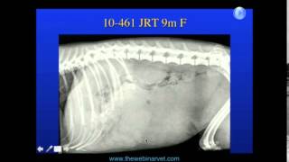 Imaging of the abdomen case studies