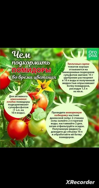 🍎 ПОДКОРМКА ТОМАТОВ - YouTube