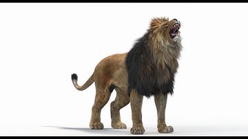 Roaring Lion 3D Model for CGI, and VFX | PROmax3D