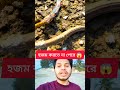 হজম করতে না পেরে 😱😱 #snake #viral #tranding #fish #duet #youtubeshorts