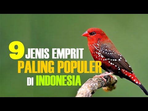 Video: Burung lokal mana yang seperti burung pipit emas?