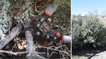 Pruning Evergreen Shrubs - Spring Cleanup