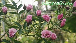 แนะนำกุหลาบ เลี้ยงง่าย ปลูกง่าย 15 ต้น in mini-rose Garden #มือใหม่