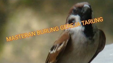 Masteran Burung Gereja Tarung Berjeda 1-2 Menit || Efektif Untuk Burung Kesayangan Anda