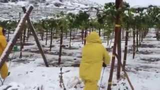 Caída de nieve en Monte Patria, Región de Coquimbo