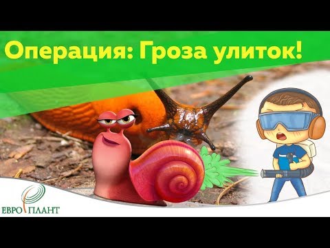 Борьба с улитками и слизнями на участке. Операция: Гроза улиток!