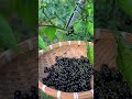 makoi plant benifit #facts #facts #youtubeshorts #construction