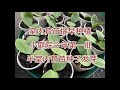 室内育苗 提早种植 第一批种子 栗子南瓜 黄瓜 四季豆的育苗实况 室内育苗 提早种植 第一批种子 栗子南瓜 黄瓜 四季豆的育苗实况