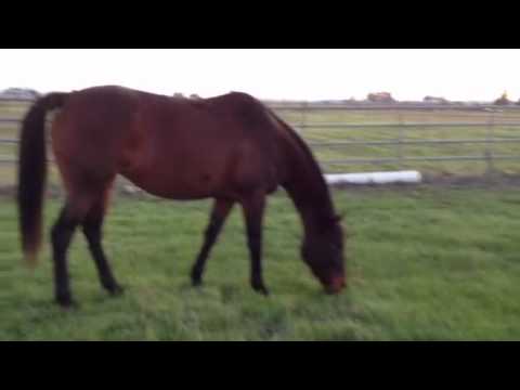 Horse Dominance - Mare in Heat - Gelding Dropping - Knowing the Difference - Rick Gore Horsemanship