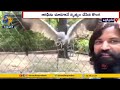 Heartwarming Reunion: Stork Expresses Love for Lifesaver in Amethi, UP